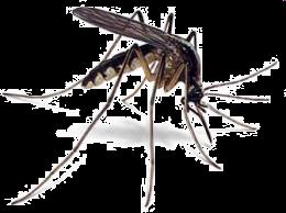 Derzeitige Verbreitung von Aedes albopictus in