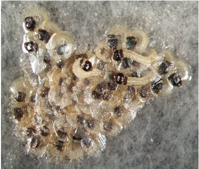 Junglarve frisst nach dem Schlupf 2-3 Tage Pollen an der Rispe um Mundwerkzeuge zu stärken Empfindlichste Phase, häufig hohe Sterblichkeit der Junglarven durch ungünstige Witterung