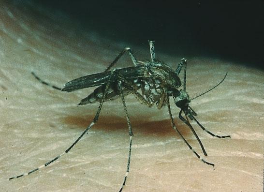 Vektoren Aedes spp.