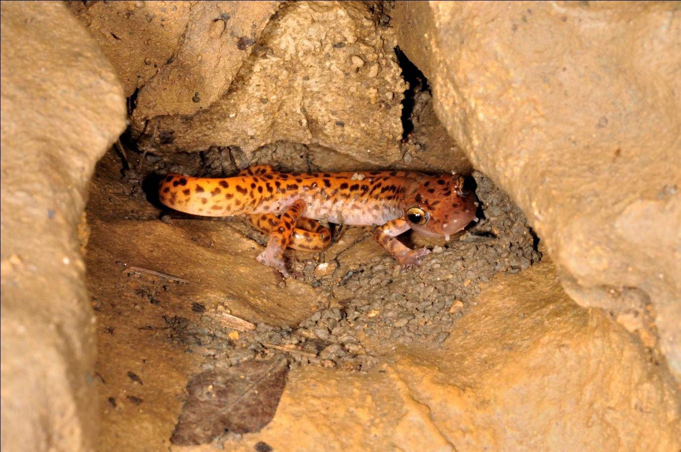 Jede Spalte im Eingangsbereich dieser Tropfsteinhöhle beherbergt einen oder auch mehrere dieser Salamander.
