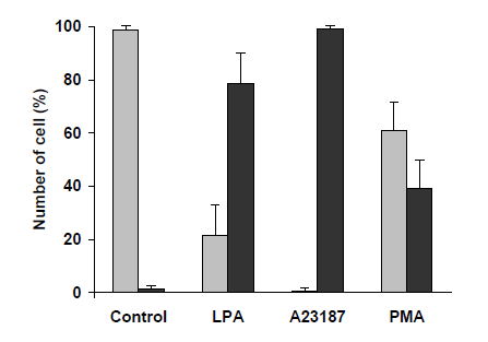 einlagert, bevor er als Ionophor wirkt. Im Vergleich zu LPA und A23187 zeigte PMA eine deutlich verringerte Aufnahme von Ca 2+.