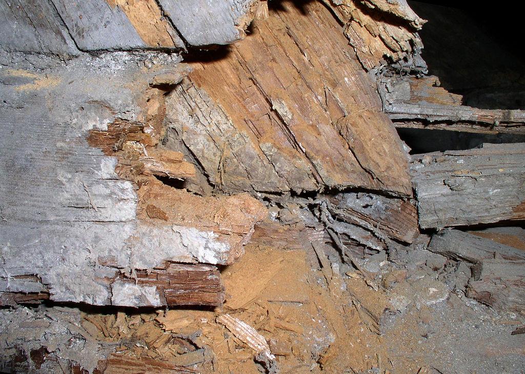Einführung Holzschutz Holzzerstörung durch Pilze Braunfäule (Abbau von Zellulose) Weißfäule (Abbau von Lignin) Braunfäule an Dachbalken Schaden an