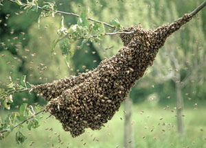 Die Bienen folgen mit dem Schwärmen ihrem natürlichen Trieb, sich durch Teilung des Volkes zu vermehren. Das Schwärmen wird von internen und externen Faktoren ausgelöst.