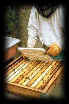 85 Sommerbehandlung 3500 3000 2500 2000 1500 Bienen Brut Biotechnische Methoden Wirtschaftsvölker mit weniger als 10