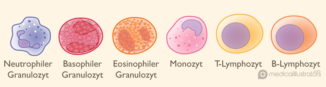 Gegenwärtig sind zwei monoklonale Antikörper zur Behandlung von MS zugelassen: Natalizumab (Tysabri ) und Alemtuzumab (Lemtrada ).