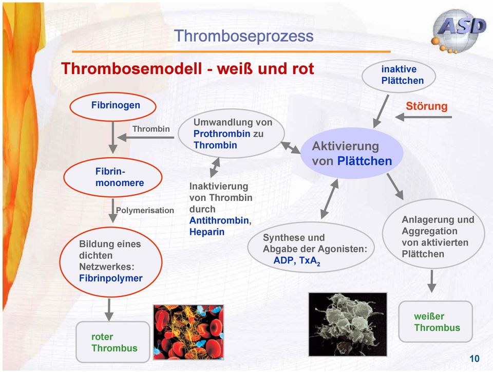 Inaktivierung von Thrombin durch Antithrombin, Heparin Aktivierung von Plättchen Synthese und Abgabe der