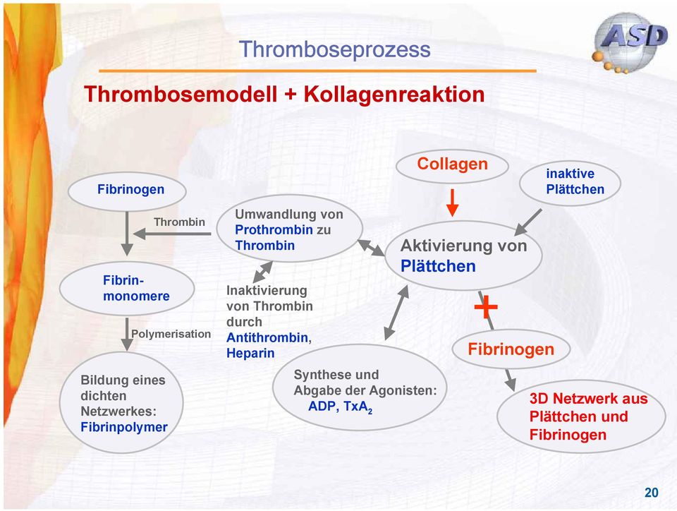von Prothrombin zu Thrombin Inaktivierung von Thrombin durch Antithrombin, Heparin Synthese und