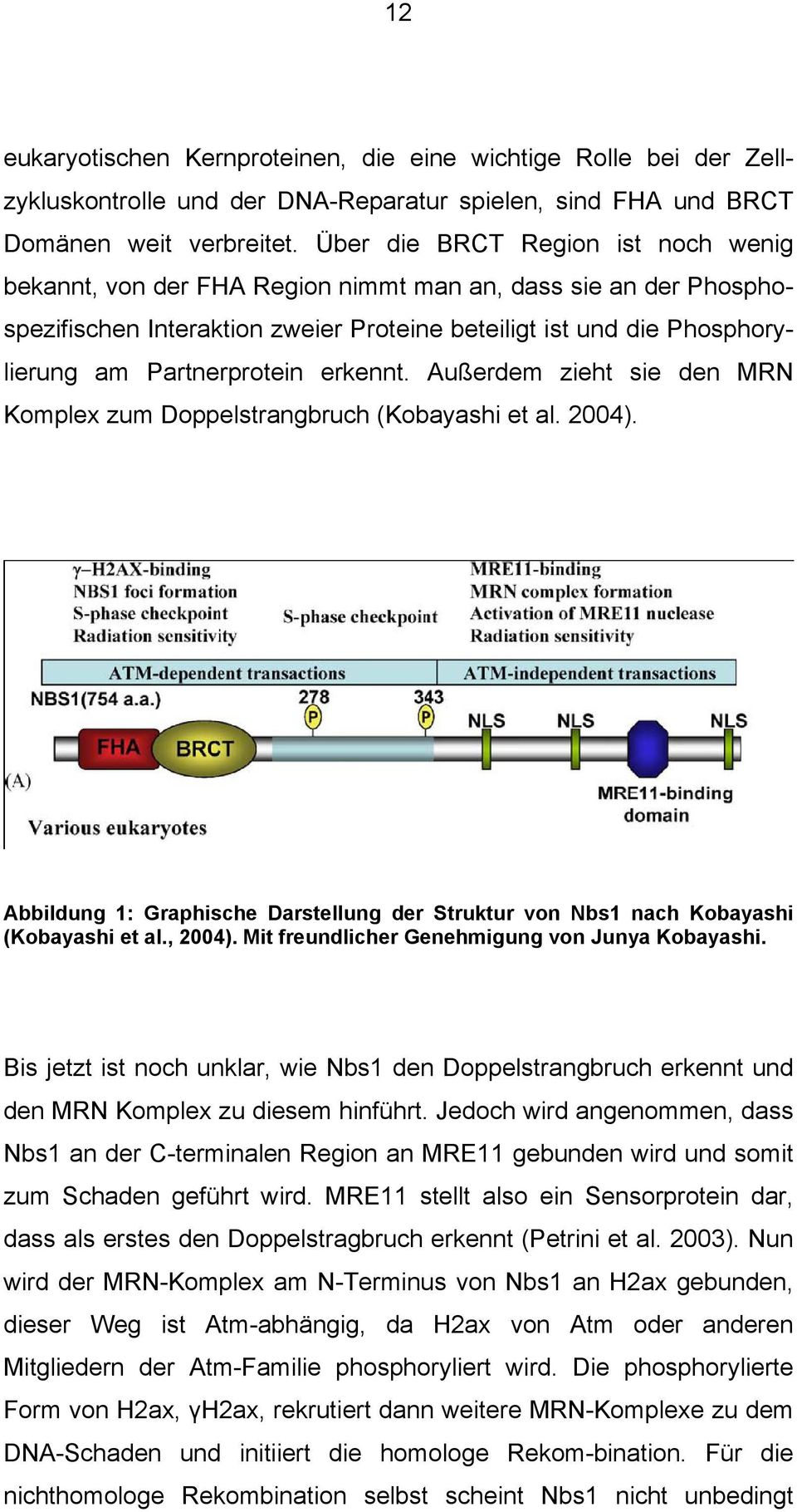erkennt. Außerdem zieht sie den MRN Komplex zum Doppelstrangbruch (Kobayashi et al. 2004). Abbildung 1: Graphische Darstellung der Struktur von Nbs1 nach Kobayashi (Kobayashi et al., 2004).