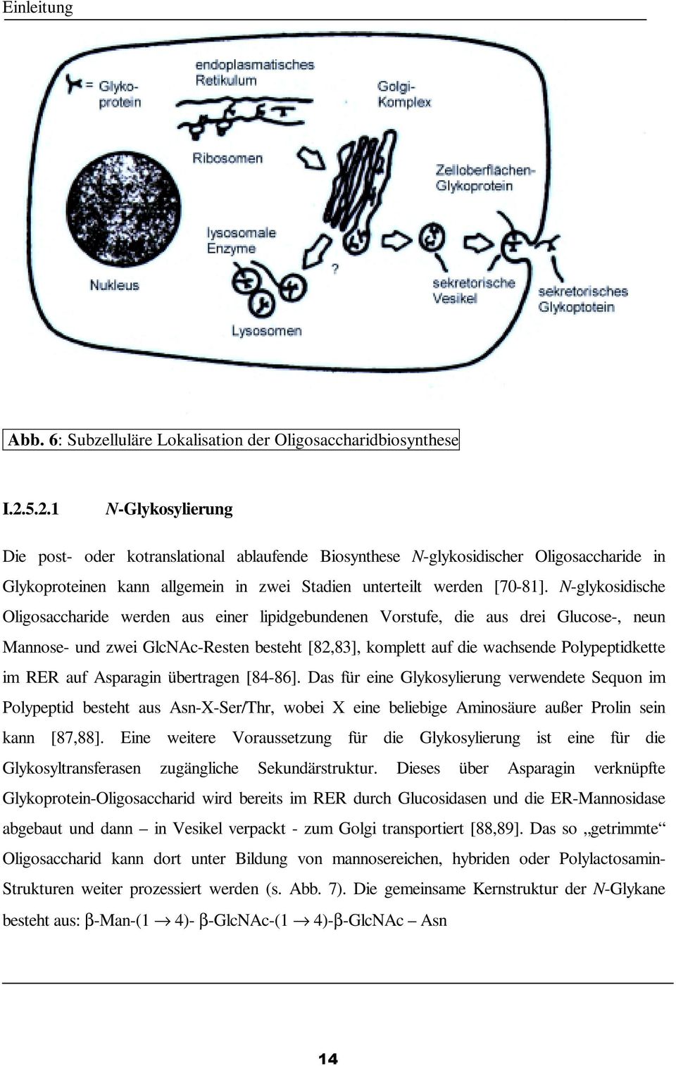 N-glykosidische Oligosaccharide werden aus einer lipidgebundenen Vorstufe, die aus drei Glucose-, neun Mannose- und zwei GlcNAc-Resten besteht [82,83], komplett auf die wachsende Polypeptidkette im