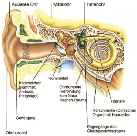 1. Die akustische Wahrnehmung des Menschen Abbildung 2: Anatomie des Ohres 1.2.2. Das Außenohr Als erstes trifft der Schall auf die Ohrmuschel.