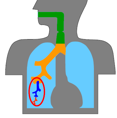 Risiken Partikel können bis in die Lungebläschen vordringen und sich über den Blutkreislauf in