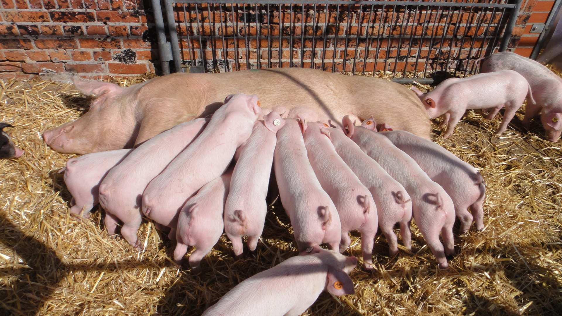 Tierwohl Herausforderung in der Ökologischen Schweinehaltung, Thünen-Institut für ökologischen Landbau ralf.