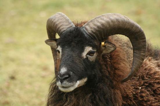 Soayschaf Alte Bild: CC Saoy sheep by arjecahn, flikr.