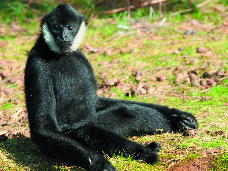 S2 Gibbonmännchen (E.Gevaert Fotolia.