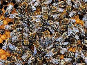 Artenvielfalt Wildbienen nicht wilde Bienen leicht verwechselbar mit