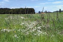 Beispiel 1: Landschaftselemente Jahreszeiten und Replikate 14 Elemente + 4-5 saisonale Stadien + 4 Replikate = 244