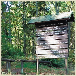Emmerzhausen Natur erleben im Daadener Land Fast die Hälfte des Gebietes der Verbandsgemeinde Daaden besteht aus Wald.