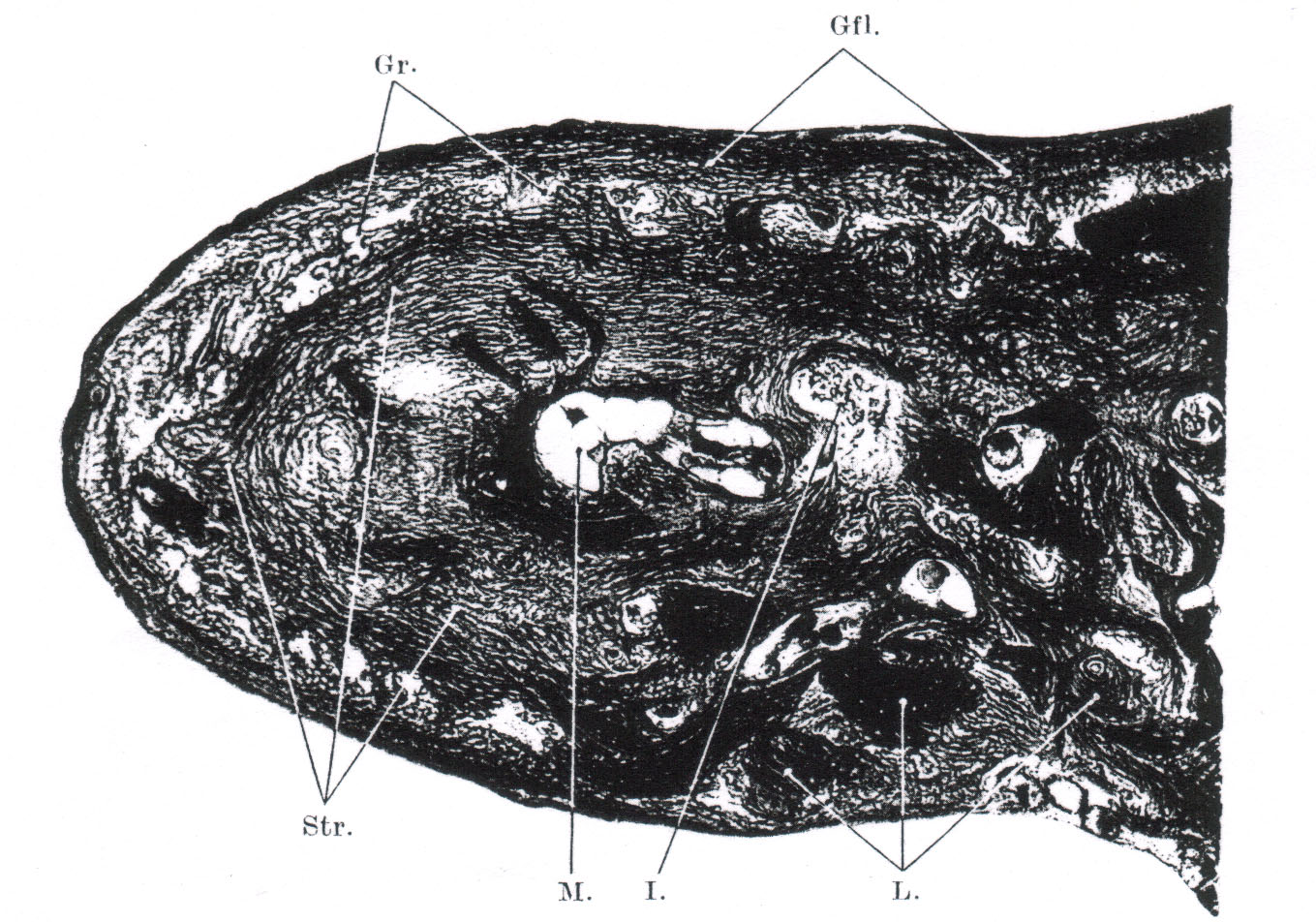 3 Grundlagen des Mittelohres 6 Bündel von Kollagenfasern und in der Größe, Orientierung und Verteilung sehr variable Osteozyten zeichnen den Geflechtknochen aus.