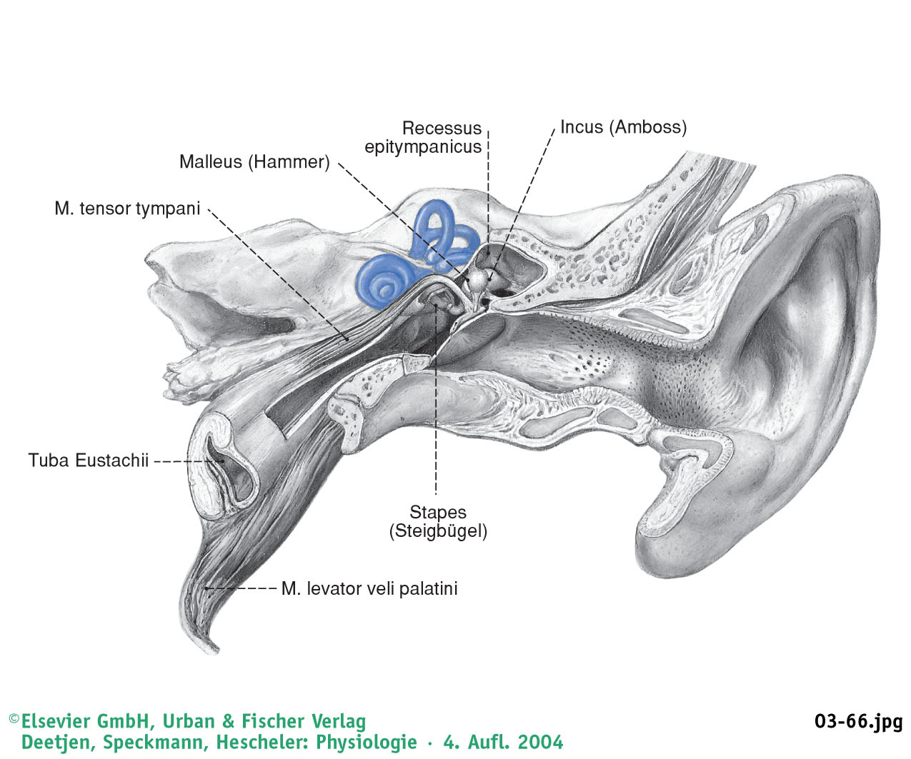 Protokoll 1. Funktionsprüfung des Ohres und Audiometrie, 27.4.2006 2. Untersuchen Sie die Funktionsweise des menschlichen Ohres! 3. Prinzip der Methode 3.1. Aufbau des Auditorischen Systems Aufbau des Mittel- und Innenohres Anteil Meatus acusticus ext.
