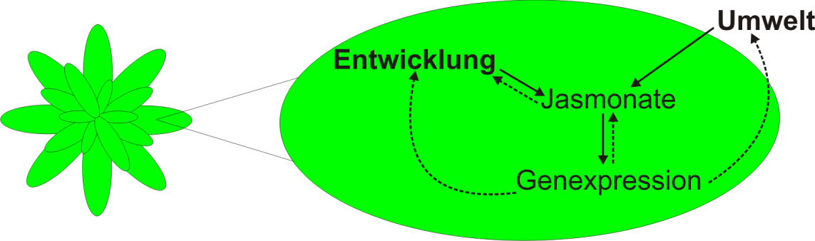 Sporenkeimung und des Mycelienwachstums von Phytophthera infestans (Cohen et al. 1993) sowie die Hemmung der Appressoriendifferenzierung von Erysiphe graminis (Schweizer et al. 1993). Abbildung I.