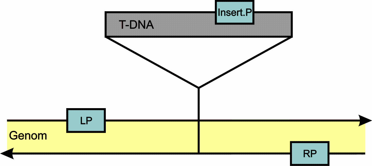 Zur Analyse auf Homozygotie bzgl. einer T-DNA-Insertion wurden zwei PCR-Ansätze mit der isolierten DNA der Insertionslinien sowie von Col-0 als Kontrolle durchgeführt.