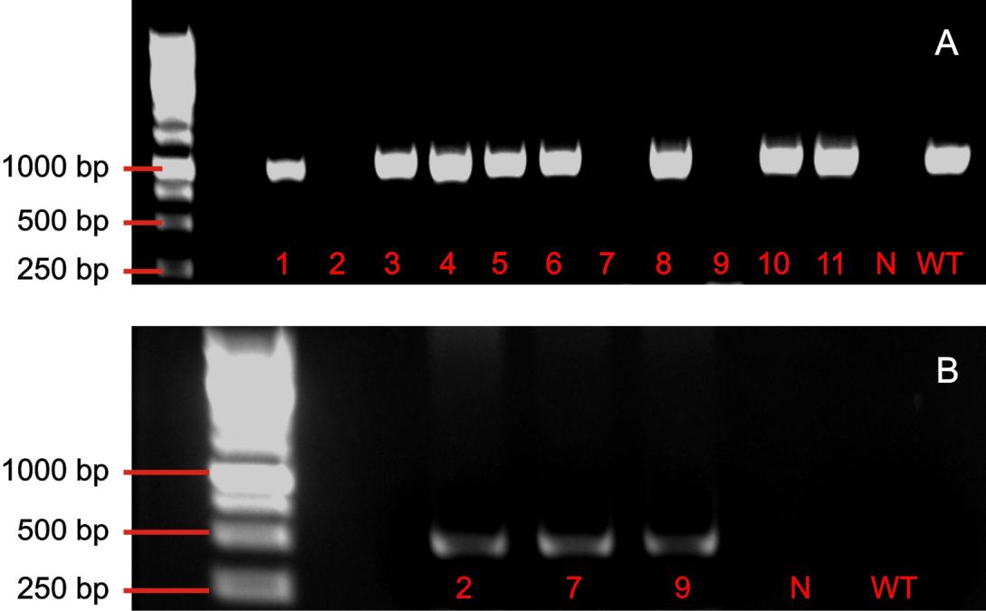Abbildung III.17: Nachweis der Homozygotie am Beispiel der T-DNA-Insertionsmutante SAIL_716_F08 (At5g11650). Dargestellt ist die Geldokumentation der Überprüfung auf Homozygotie bzgl.