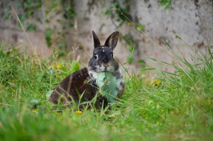 Kaninchenwiese Das Geheimnis glücklicher Kaninchen! Artgerechte Haltung und Ernährung Wildkräuterliste Was für Pflanzen aus der Natur dürfen meine Kaninchen fressen? Welche sind giftig?