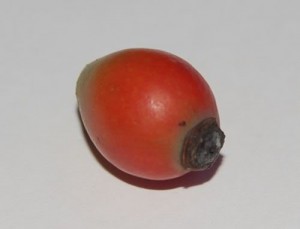 In kleineren Mengen sind Feigen ein mögliches Futtermittel. Granatapfel Der Granatapfel kann gelegentlich in kleinen Mengen verfüttert werden.