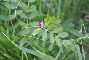Feldsalat (Valerianella locusta) Unproblematische Futterpflanze, die zur Überraschung vieler Halter auch in freier Natur zu finden ist.