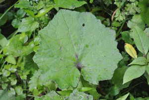 Pellets, verfüttert werden. Hornkraut (Cerastium fontanum) Unproblematische Futterpflanze. Hornkraut übersieht man sehr schnell im Gras, denn es wächst sehr nah am Boden.