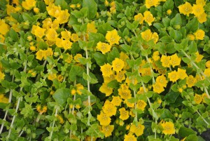 Unproblematische Futterpflanze. Persischer Klee (Trifolium resupinatum) Unproblematische Futterpflanze.