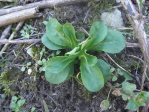 Unproblematische Futterpflanze. Wiesen-Platterbse (Lathyrus pratensis) Unproblematische Futterpflanze. Sehr beliebt bei Kaninchen.