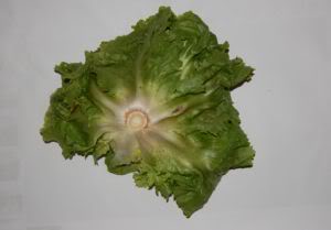Eisbergsalat kann gut verfüttert werden. Die äußeren Blätter sind meist mit Spritz- und Düngemitteln belastet, daher kann man sie vor der Verfütterung entfernen.