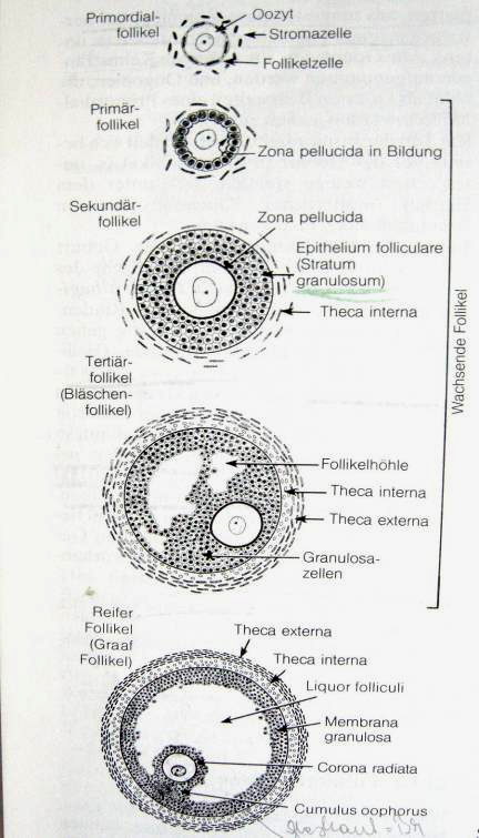 Abb.10: aus L.C. Junqueira; J. Carneiro Histologie: Zytologie, Histologie und mikroskopische Anatomie des Menschen:; übersetzt von Th. Schiebler; 4.