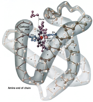 Die meisten Proteine erhalten native Konformation in kristallinem Zustand -Oberfläche ist mit Kristallisationslösung getränkt -katalytische Aktivität bleibt bei Enzymen erhalten Darstellung von