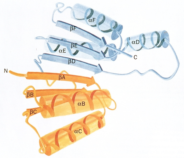 βαβαβ Einheiten sind oft Nucleotid-Bindungsstellen Coenzym-Bindende Domäne von
