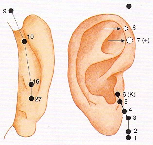 15 Niere (Yin) Yang-Organ: Blase Sinnesorgan: Ohren Gewebe: Knochen (-mark), ZNS, Kopfhaar Emotion: Überheblichkeit, Furcht Geräusch: Stöhnen Energielager, insbes.