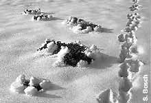 Spuren im Schnee Winter, Schnee und Sonnenschein optimale Bedingungen für einen Spaziergang in einer traumhaften Landschaft. In der Nacht hat es geschneit.