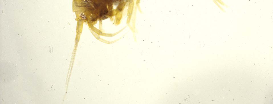 Bachflohkrebs Körper: Seitlich zusammengedrückt und bogenförmig gekrümmt. Farbe: Hellbraun bis graubraun. Größe: Das Männchen wird deutlich größer (17mm) als das Weibchen (10mm).