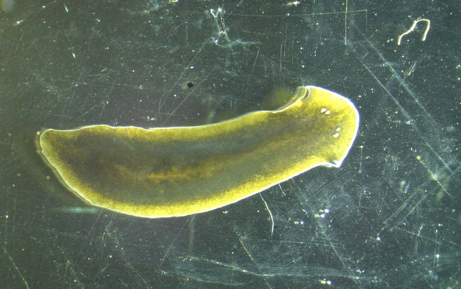 Strudelwürmer Körper: Flacher, langgestreckter Körper ohne Körperringe und ohne Saugnäpfe; sie haben einen deutlich entwickelten Kopf mit zwei oder vielen Augen.