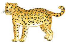 Band 8 Der eingebildete Jaguar Es ist ein heißer Sommertag in Südamerika. Ein junger Jaguar ist unterwegs auf Beutejagd. Er ist ein schönes Tier mit glänzendem Fell.