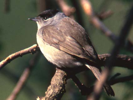 KRENN, H.W. & GEREBEN-KRENN, B.-A. Viele Vögel verraten ihre Anwesenheit vor allem durch den Gesang der Männchen.