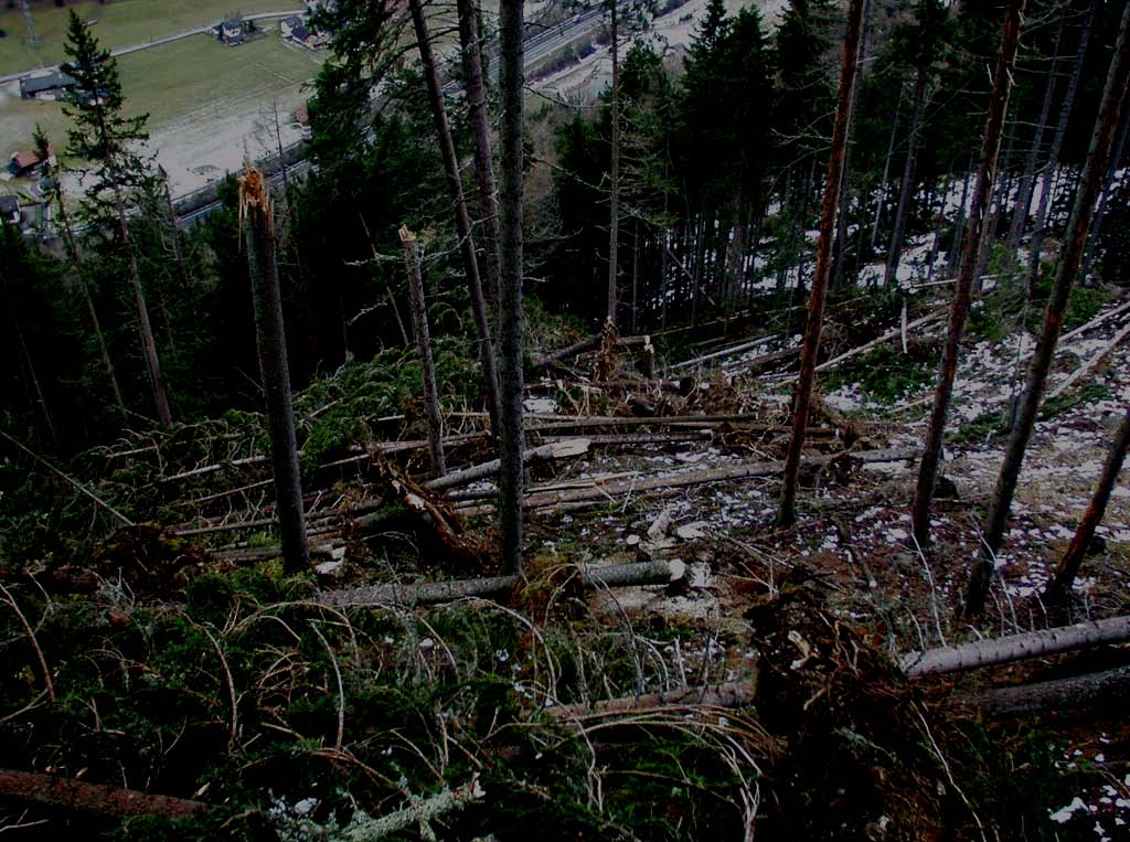 Anpassung an den Klimawandel: Umwandlung von Nadelwald in Laubwald Die Fichte Picea abies gilt als besonders empfindlich gegenüber Klimaveränderungen Derzeit stellt sie mit einem Anteil von 28% die