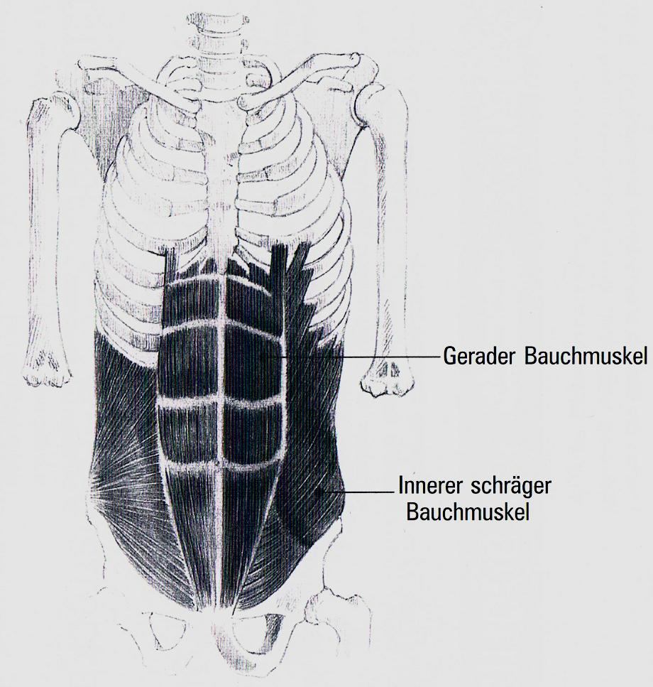 Muskulatur der geraden (und schrägen) Bauchwand gerader Bauchmuskel Hauptfunktion: - Einrollen (Beugung) des Rumpfes - Beckenaufrichtung Schräger Bauchmuskel Hauptfunktion: - Seitbeuge - Rotation -
