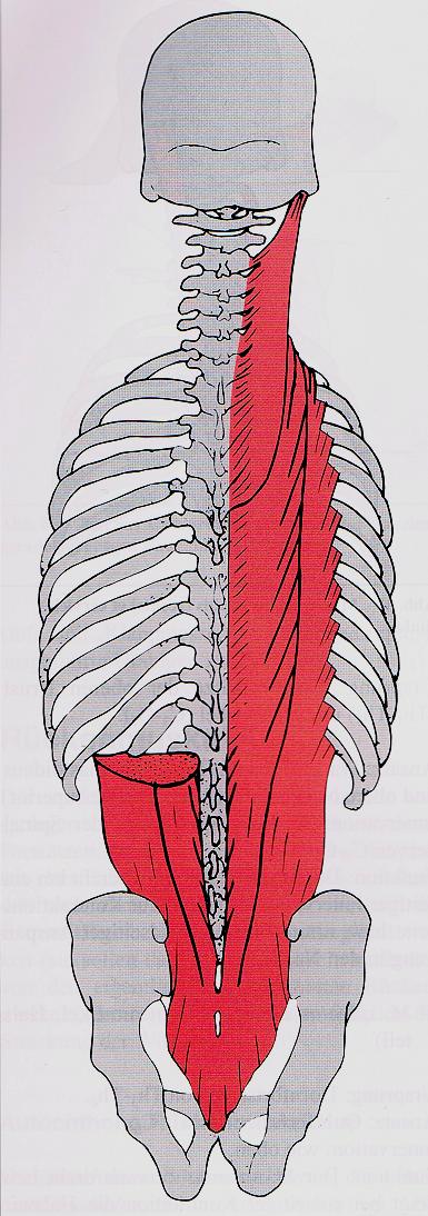 Innere (autochthone) Rückenmuskulatur Hauptfunktion: - Streckung (Aufrichtung) der Wirbelsäule - Stabilisierung der Wirbelsäule Arbeitsauftrag 1.