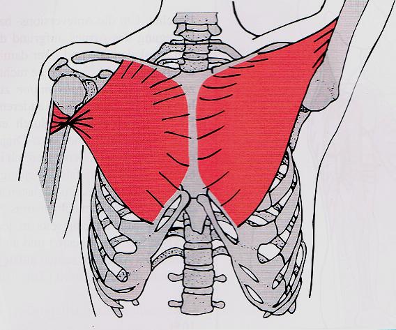 Großer Brustmuskel (pectoralis maior) Hauptfunktion: - Heranführung der Arme an den Körper; - Innenrotation und Vorbringen der Arme Arbeitsauftrag 1.