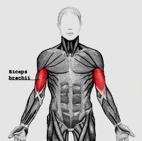 Biceps brachii Hauptfunktion: Beugung des Ellbogengelenks Arbeitsauftrag 4. Lokalisieren (Ertasten) Sie den Muskel und erschließen Sie seine muskuläre Hauptfunktion. 5.