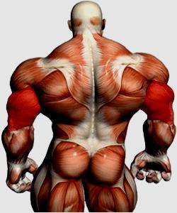 Triceps brachii Hauptfunktion: Streckung des Ellbogengelenks Arbeitsauftrag 1. Lokalisieren (Ertasten) Sie den Muskel und erschließen Sie seine muskuläre Hauptfunktion. 2.