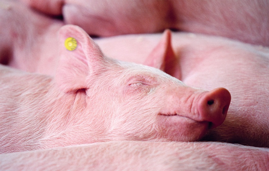 Tierschutzkonzept Aus der Sicht des Tieres Der Umgang mit den Tieren und die Standards in den Rinder- und Schweineschlachtbetrieben der Tönnies-Gruppe entsprechen neuesten tierwissenschaftlichen