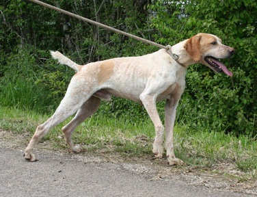 CADI ( anglo tricolore ) Cadi ist ein 5 jähriger Fundhund und verträglich mit anderen Hunden. Er sucht ganz dringend eine Familie!